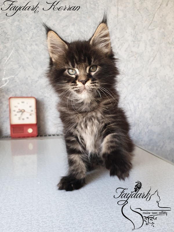 Faydark Kerran - Kitten maine-coon 1 month 3 weeks