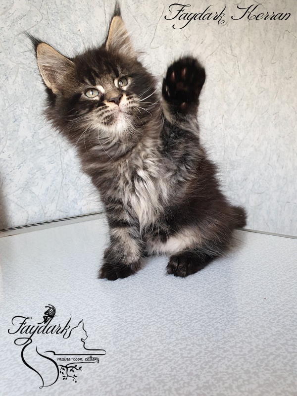 Faydark Kerran - Kitten maine-coon 1 month 3 weeks