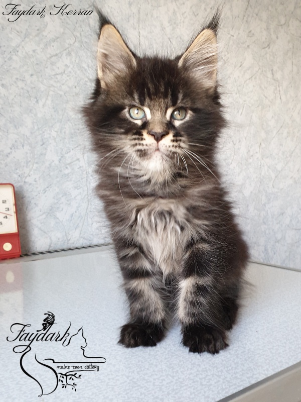 Faydark Kerran - Kitten maine-coon 1 month 3 weeks