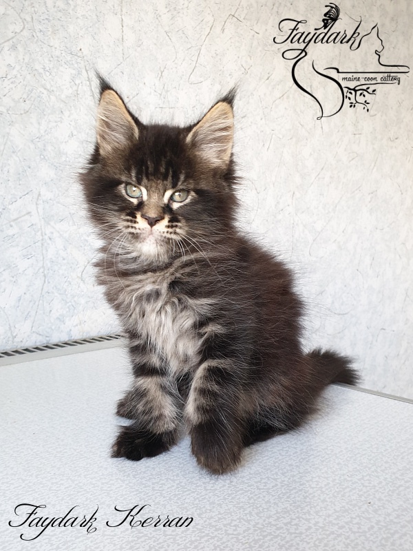 Faydark Kerran - Kitten maine-coon 1 month 3 weeks