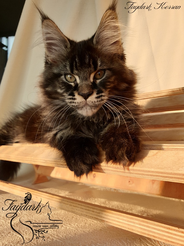 Faydark Kerran - Kitten maine-coon 2 months 3.5 weeks