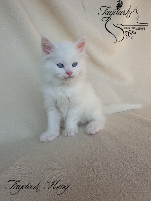 Faydark King - Kitten maine-coon 1 month 2 weeks