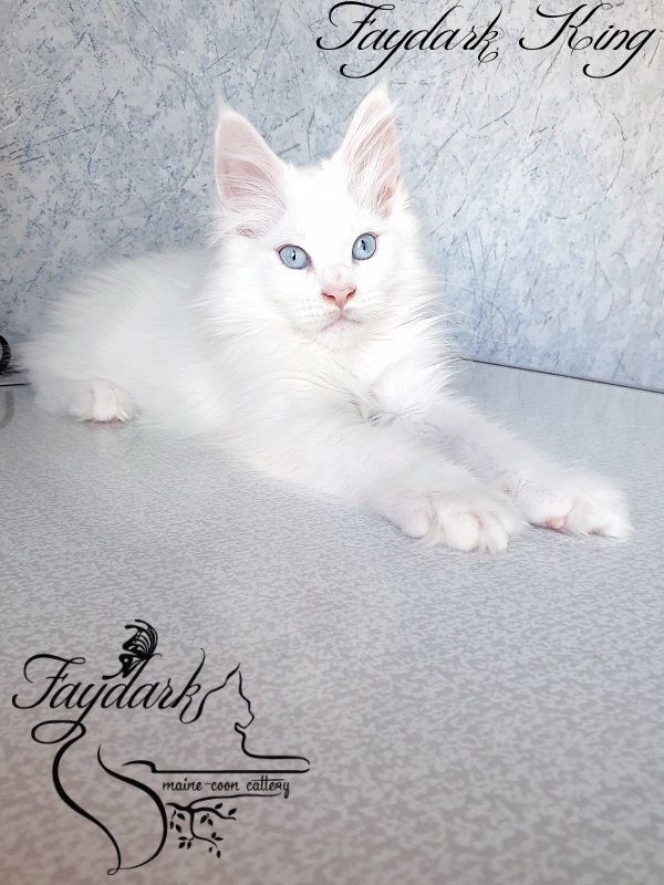 Faydark King - Kitten maine-coon 2.5 months