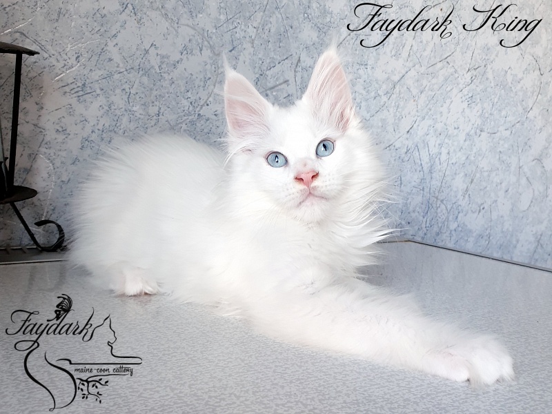 Faydark King - Kitten maine-coon 2.5 months