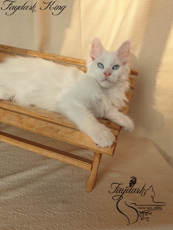 Faydark King - Kitten maine-coon 2 months 3.5 weeks
