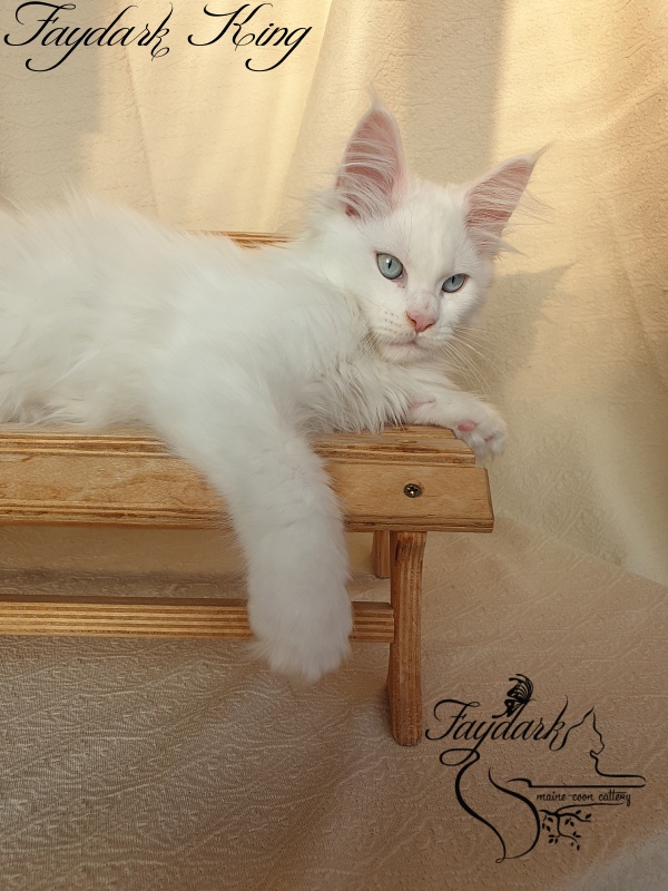 Faydark King - Kitten maine-coon 2 months 3.5 weeks