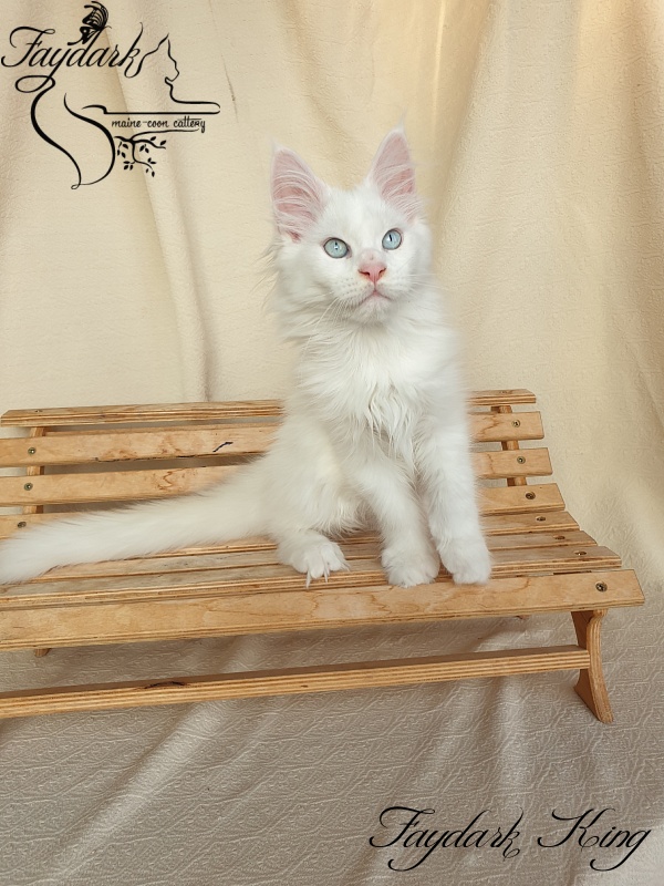 Faydark King - Kitten maine-coon 2 months 3.5 weeks