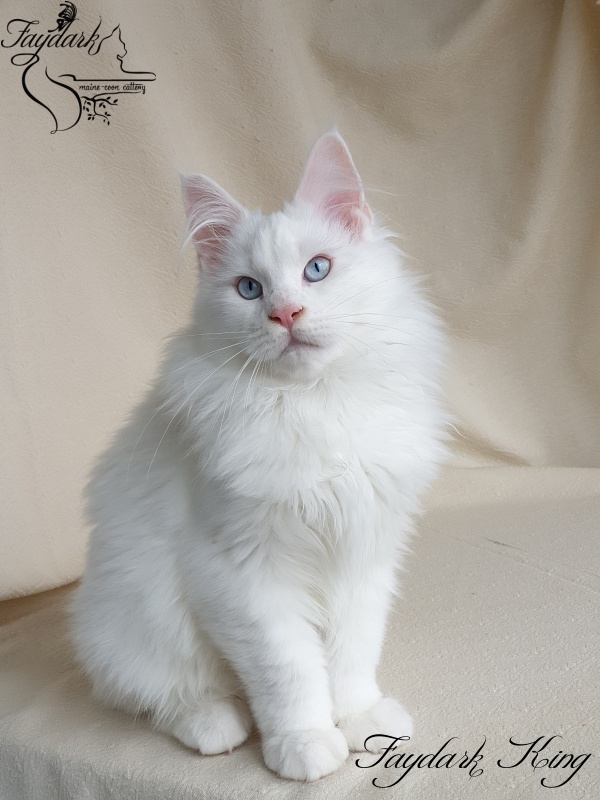 Faydark King - Kitten maine-coon 3 months 4 weeks