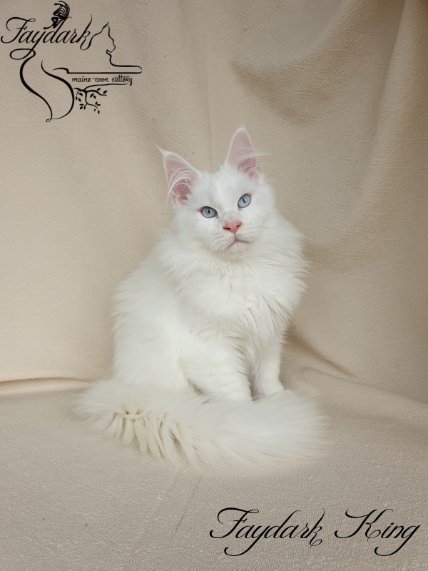 Faydark King - Kitten maine-coon 3 months 4 weeks