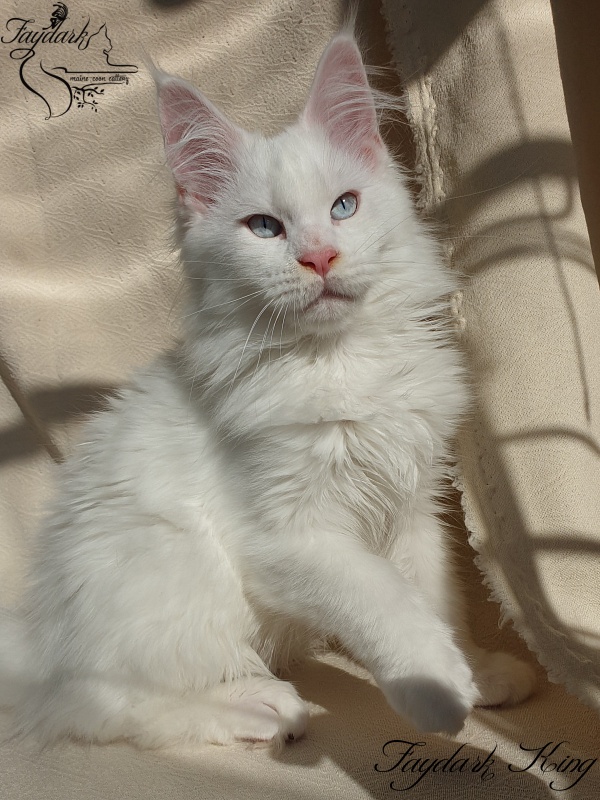 Faydark King - Kitten maine-coon 3 months 1.5 week