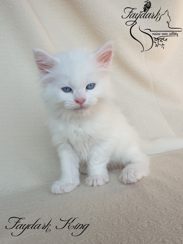 Faydark King - Kitten maine-coon 1 month 2 weeks