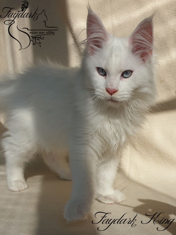 Faydark King - Kitten maine-coon 3 months 1.5 week