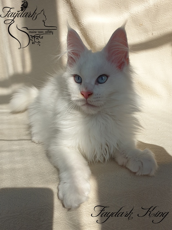 Faydark King - Kitten maine-coon 3 months 1.5 week