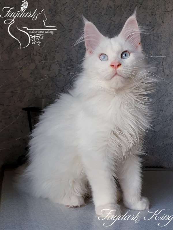 Faydark King - Kitten maine-coon 3 months 1.5 week