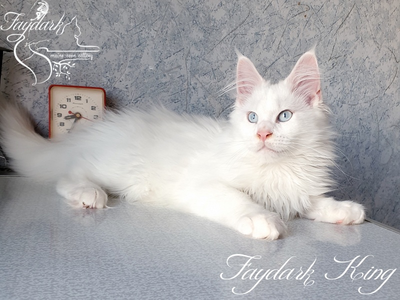 Faydark King - Kitten maine-coon 3 months 1.5 week