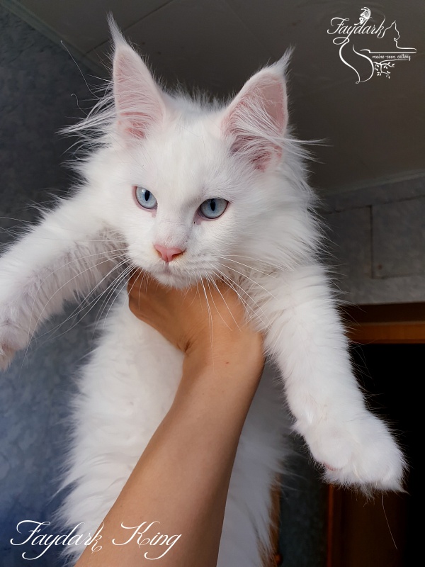 Faydark King - Kitten maine-coon 3 months 1.5 week