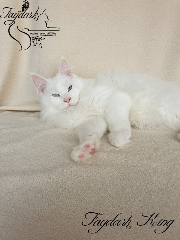 Faydark King - Kitten maine-coon 3 months 4 weeks