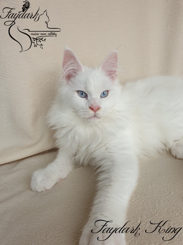 Faydark King - Kitten maine-coon 3 months 4 weeks