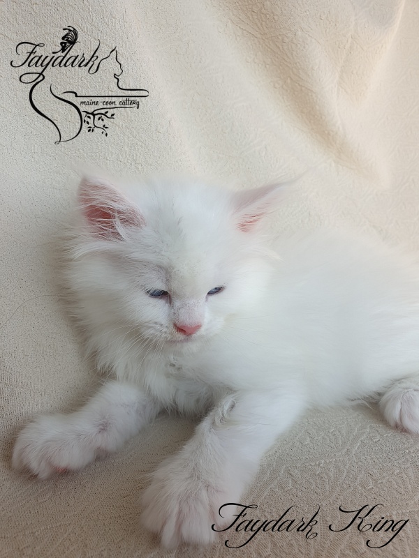 Faydark King - Kitten maine-coon 1 month 2 weeks