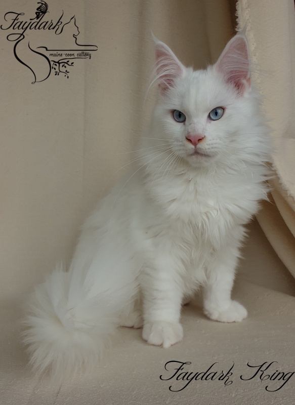 Faydark King - Kitten maine-coon 3 months 4 weeks