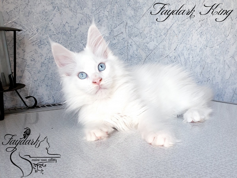 Faydark King - Kitten maine-coon 2.5 months