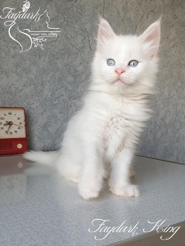 Faydark King - Kitten maine-coon 1 month 3 weeks