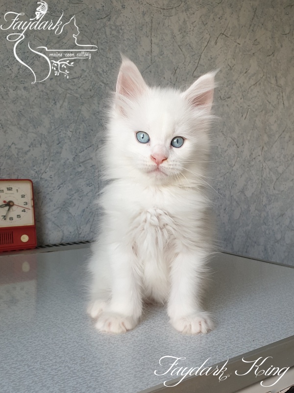 Faydark King - Kitten maine-coon 1 month 3 weeks