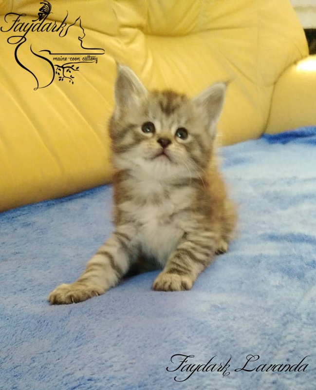 Faydark Lavanda - Kitten maine-coon 1 month 1.5 week