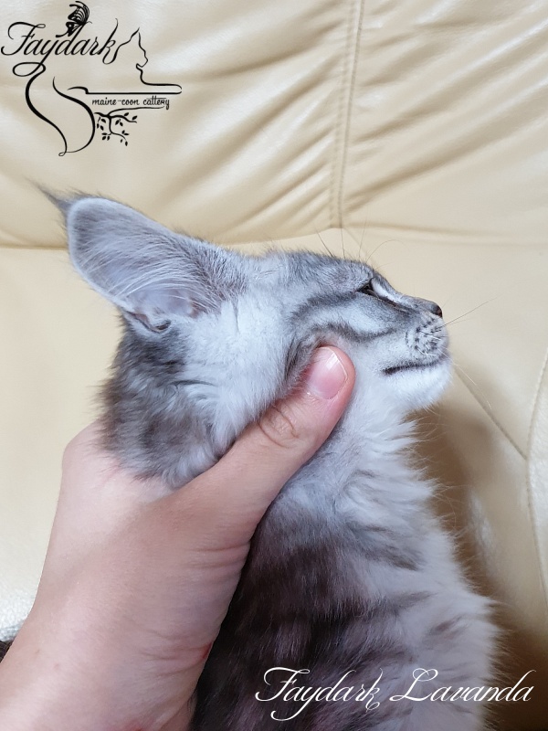 Faydark Lavanda - Kitten maine-coon 3 months