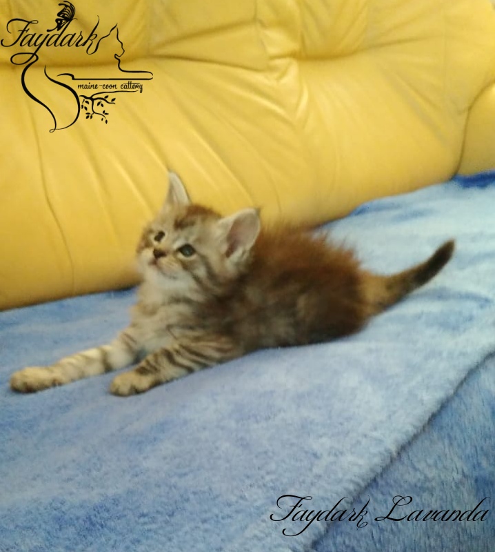 Faydark Lavanda - Kitten maine-coon 1 month 1.5 week