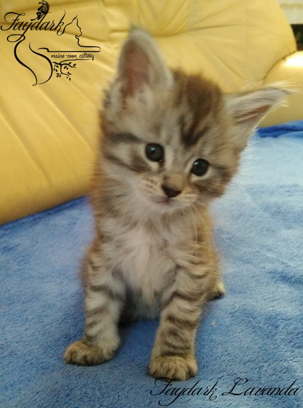 Faydark Lavanda - Kitten maine-coon 1 month 1.5 week
