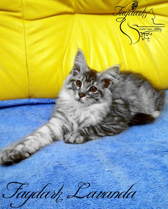 Faydark Lavanda - Kitten maine-coon 4 months