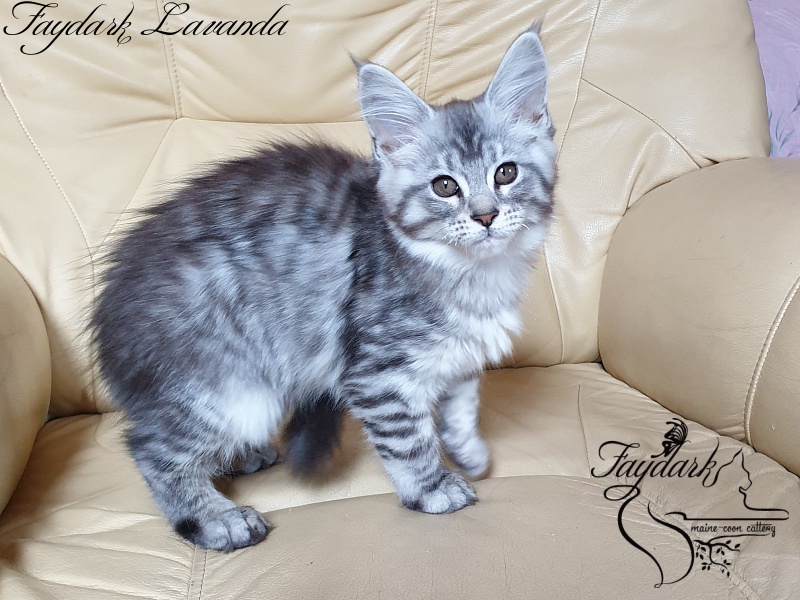 Faydark Lavanda - Kitten maine-coon 3 months