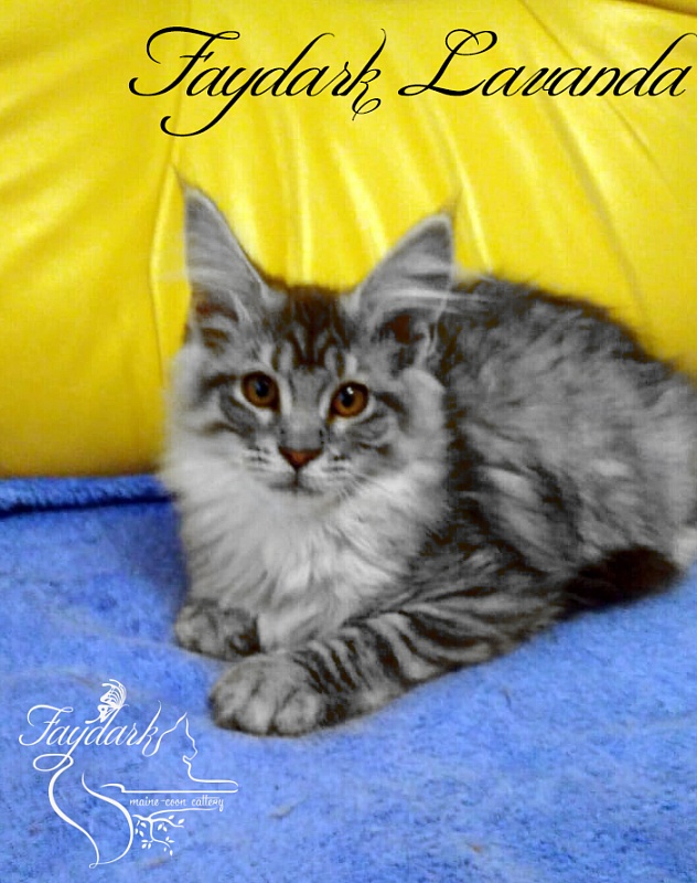 Faydark Lavanda - Kitten maine-coon 4 months