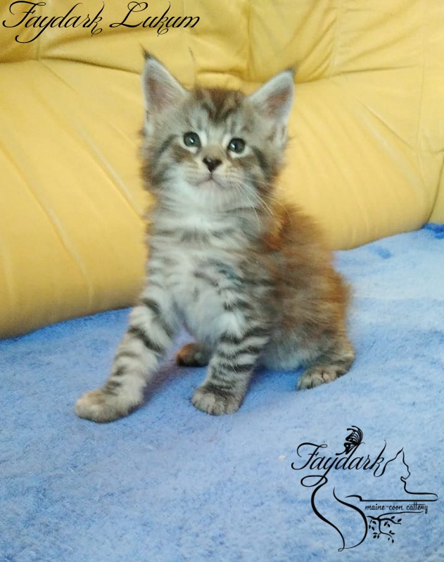 Faydark Lukum - Кошеня мейн-кун 1 місяць 1,5 тиждень
