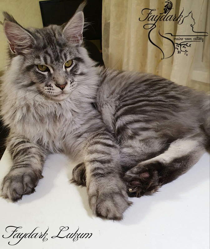 Faydark Lukum - Кошеня мейн-кун 5 місяців 3,5 тижні