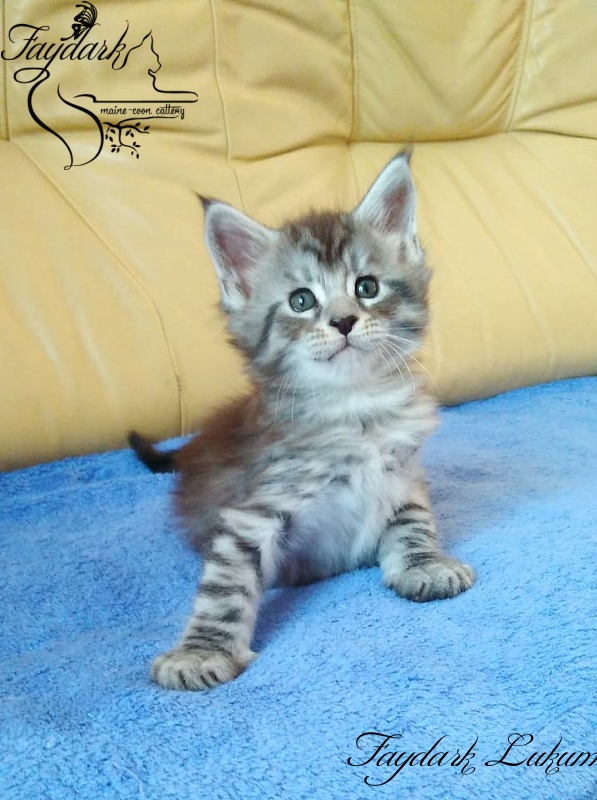Faydark Lukum - Кошеня мейн-кун 1 місяць 1,5 тиждень