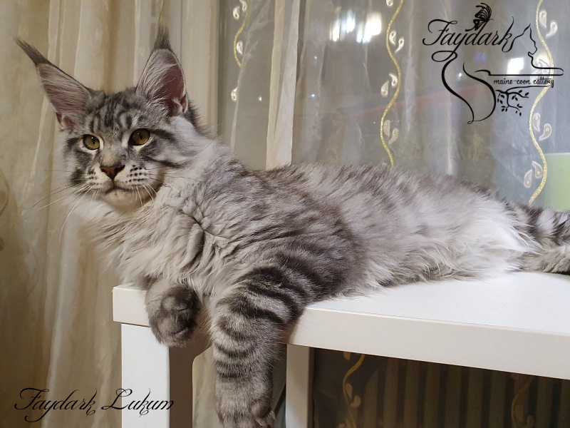Faydark Lukum - Кошеня мейн-кун 5 місяців 3,5 тижні