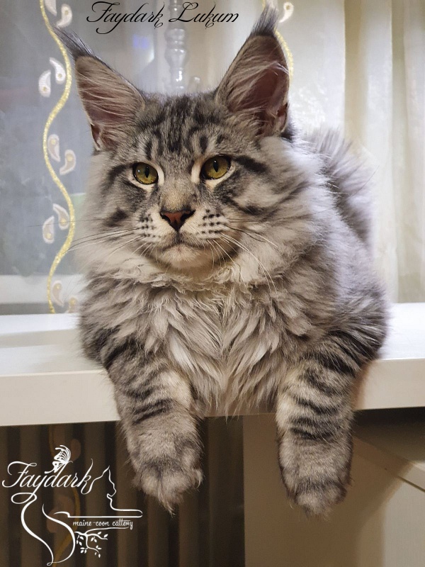 Faydark Lukum - Кошеня мейн-кун 5 місяців 3,5 тижні