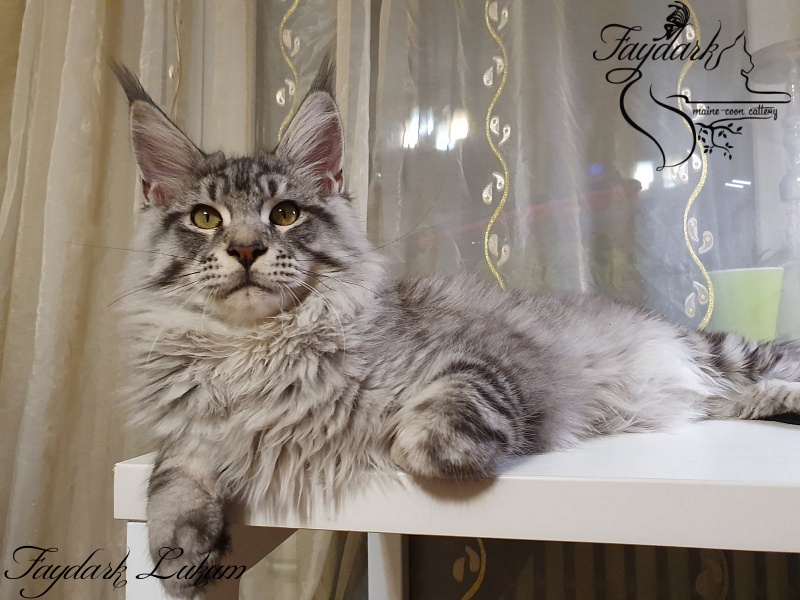 Faydark Lukum - Кошеня мейн-кун 5 місяців 3,5 тижні