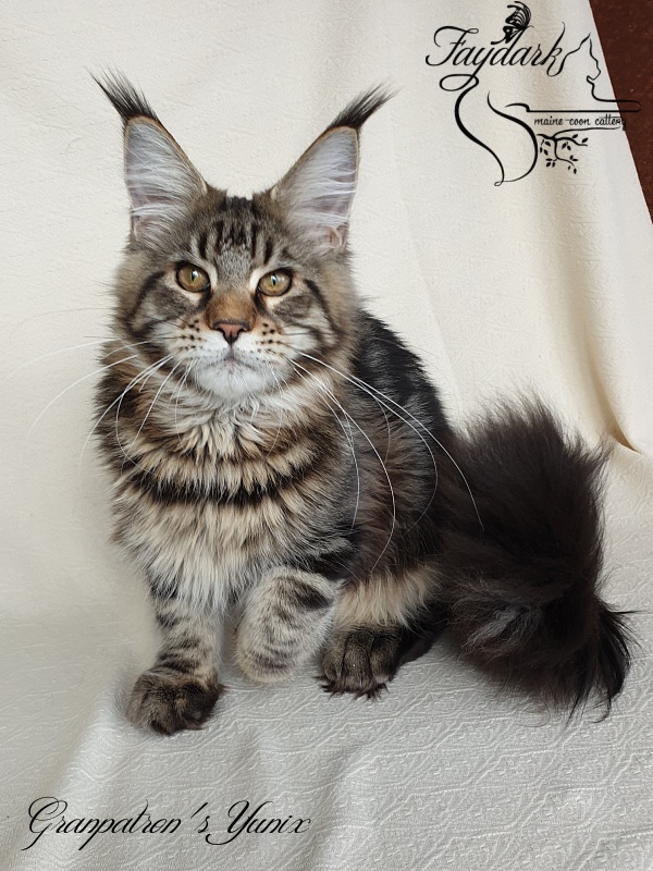 Granpatron's Yunix - Kitten maine-coon 5 months 3 weeks