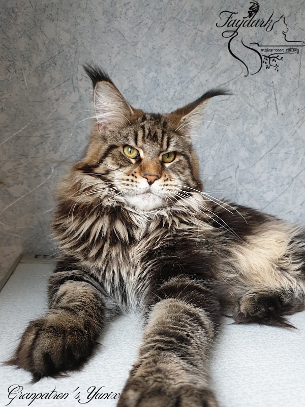 Granpatron's Yunix - Junior maine-coon 9 months 1 week