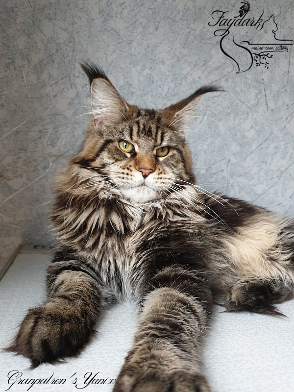 Granpatron's Yunix - Faydark Maine-Coon Cattery