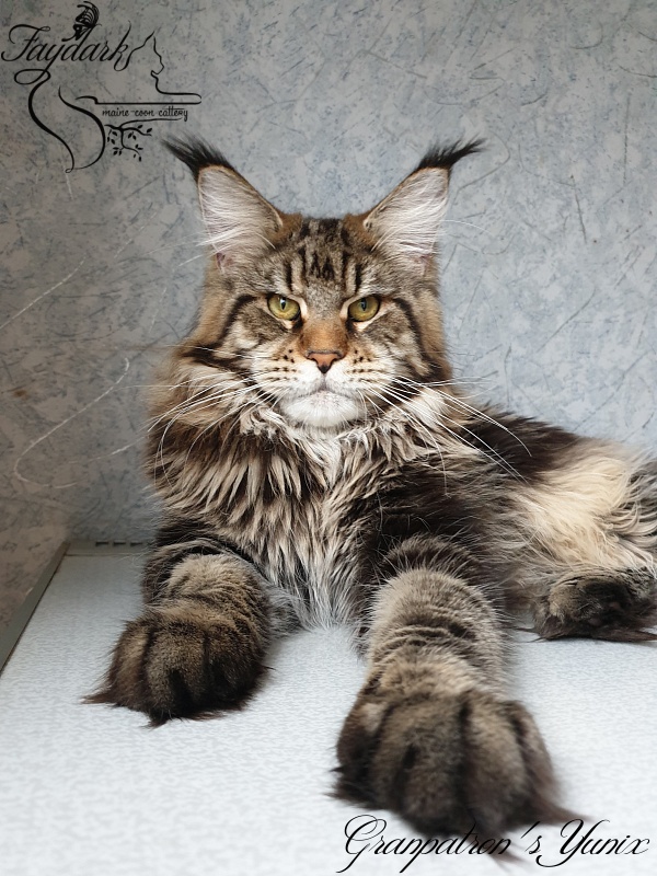 Granpatron's Yunix - Junior maine-coon 9 months 1 week
