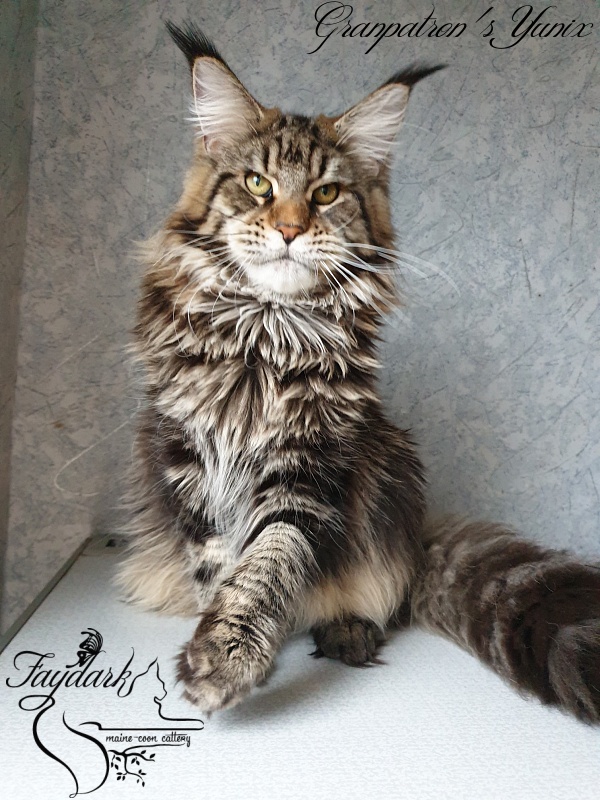 Granpatron's Yunix - Junior maine-coon 9 months 1 week