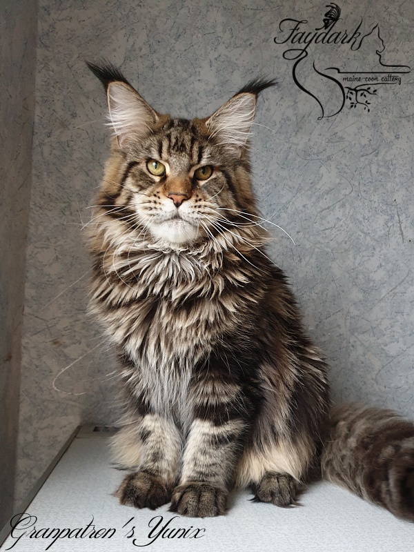 Granpatron's Yunix - Junior maine-coon 9 months 1 week