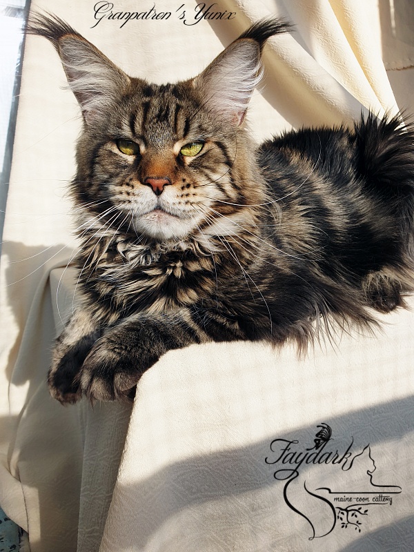 Granpatron's Yunix - Adult maine-coon 1 year 8 months 3 weeks