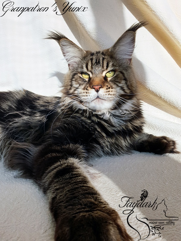 Granpatron's Yunix - Adult maine-coon 1 year 8 months 3 weeks