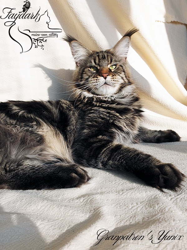 Granpatron's Yunix - Adult maine-coon 1 year 8 months 3 weeks