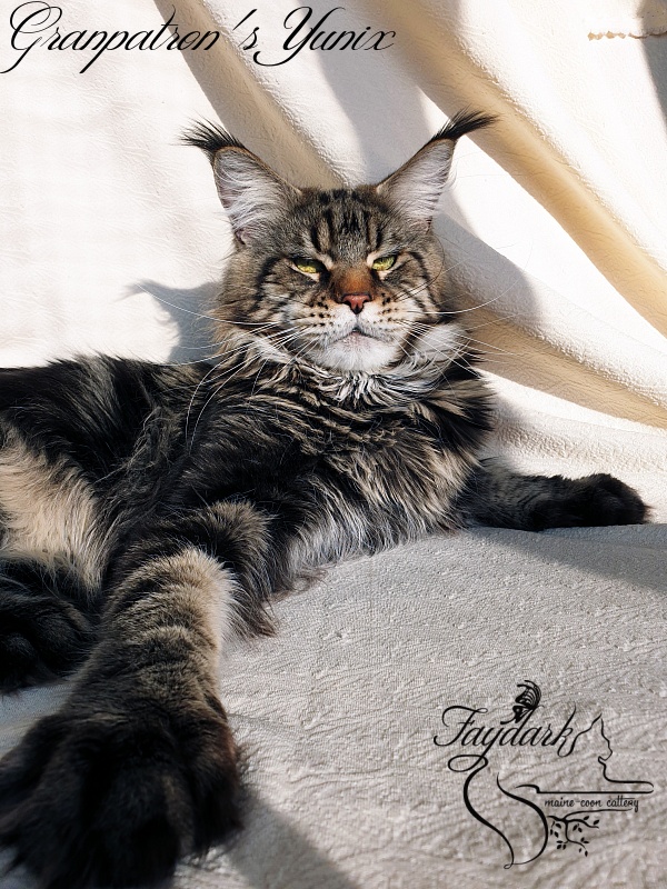 Granpatron's Yunix - Adult maine-coon 1 year 8 months 3 weeks